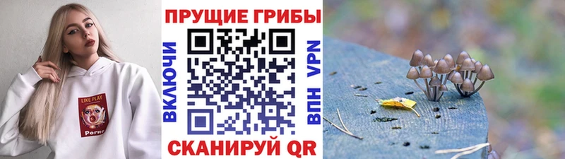 Галлюциногенные грибы Cubensis  купить  сайты  Кстово 